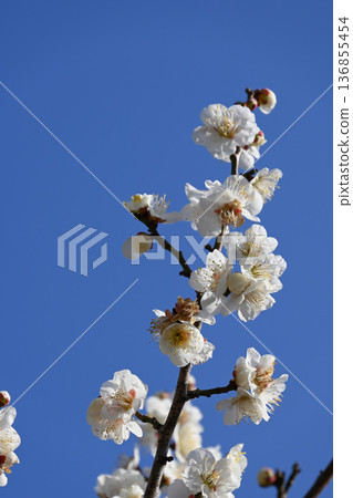 Plum blossom Plum blossom 136855454