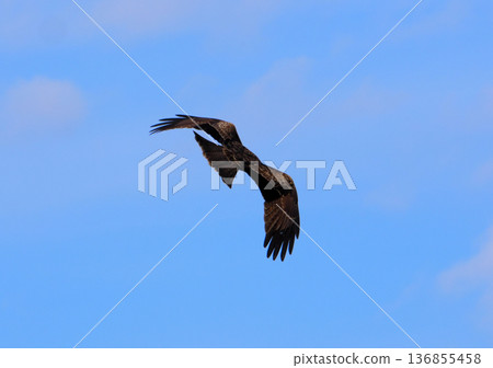 Wild black kite Wild black kite 136855458