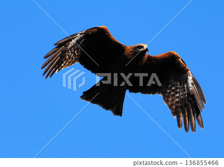 Wild black kite Wild black kite 136855466