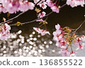 Cherry blossoms in full bloom 136855522