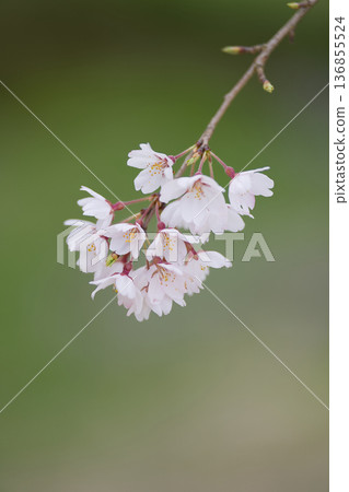 Cherry Blossom Cherry Blossom 136855524