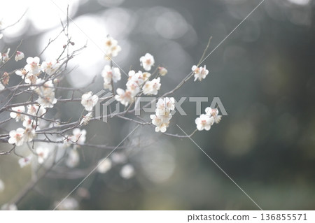 Branches with white plum blossoms Branches with white plum blossoms 136855571