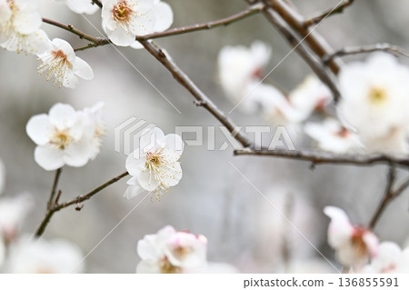 白梅花 白梅花 136855591