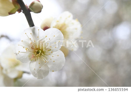 white plum blossom white plum blossom 136855594