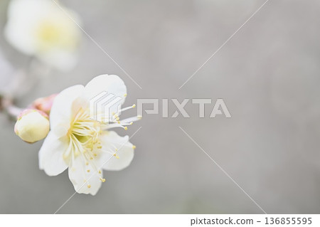 white plum blossom white plum blossom 136855595