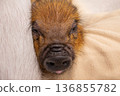 Close-up of a micro pig's face, a portrait of its round eyes 136855782