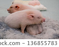 Two cute micro pigs 136855783
