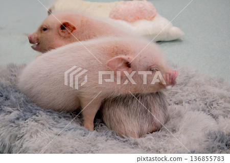 Two cute micro pigs Two cute micro pigs 136855783