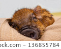 A close-up of a sleeping micro pig's peaceful face 136855784