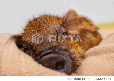 一張熟睡的小豬平靜臉部的特寫 136855784