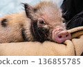 Cute profile of a micro pig 136855785