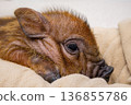 A close-up of the micro pig's face, its round eyes and nose 136855786