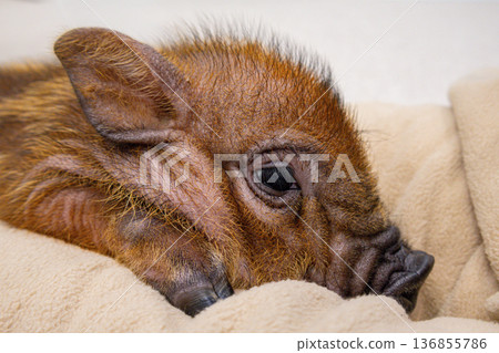 迷你豬的臉部特寫，圓圓的眼睛和鼻子。 136855786