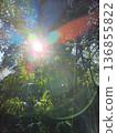 陽光透過樹木灑在健行步道上。 136855822