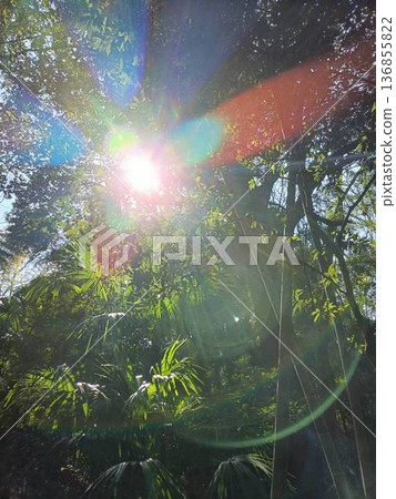 陽光透過樹木灑在健行步道上。 陽光透過樹木灑在健行步道上。 136855822