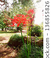 柔和的陽光和紅色的彼岸花 136855826