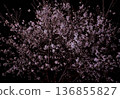 夜晚的櫻花 136855827