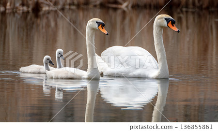 一群天鵝在春湖中優雅地游弋，它們的倒影映在平靜的湖面上。 136855861