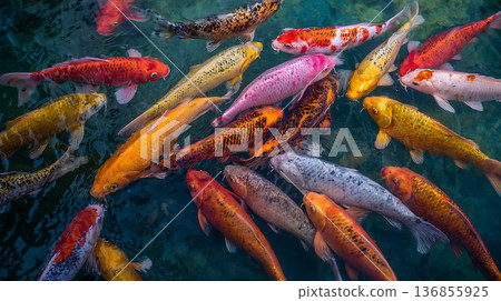 Colorful Nishikigoi carp swimming gracefully in a garden pond in spring 136855925