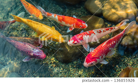 Colorful Nishikigoi carp swimming gracefully in a garden pond in spring 136855926