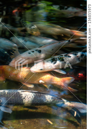 Colorful fish in a pond in a garden in Batumi Colorful fish in a pond in a garden in Batumi 136855973