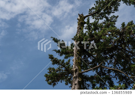 A spruce tree trimmed on one side 136855989