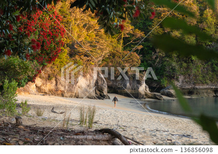 Hiker walking on golden beach with Pohutukawa flowers, Abel Tasman, NZ Hiker walking on golden beach with Pohutukawa flowers, Abel Tasman, NZ 136856098