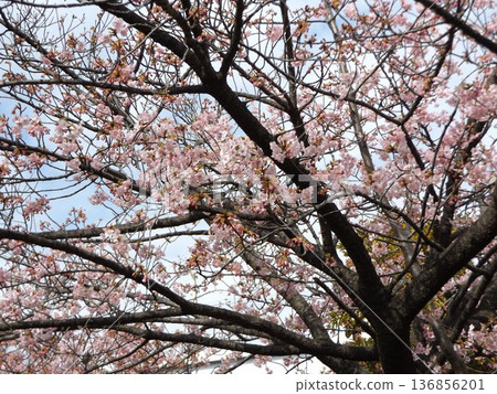 Kawazu cherry blossoms in front of the station are in full bloom Kawazu cherry blossoms in front of the station are in full bloom 136856201