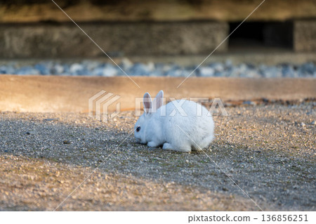 Cute white baby rabbit Cute white baby rabbit 136856251