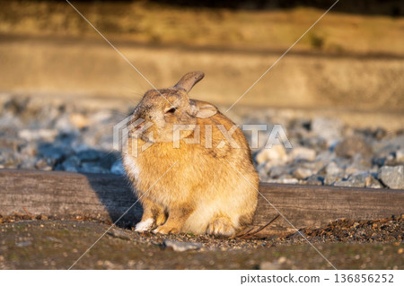 Cute rabbit Cute rabbit 136856252