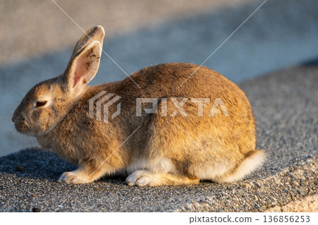 Brown rabbit 136856253