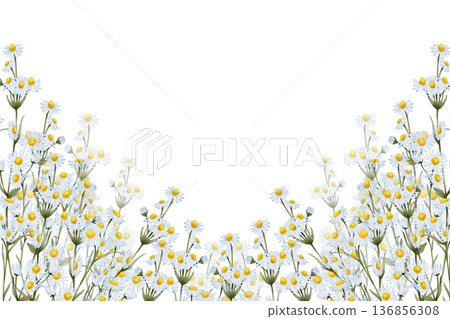 Chamomile floral banner composition Chamomile floral banner composition 136856308