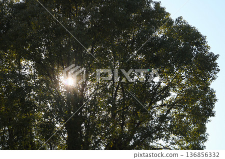 陽光穿過樹林 136856332
