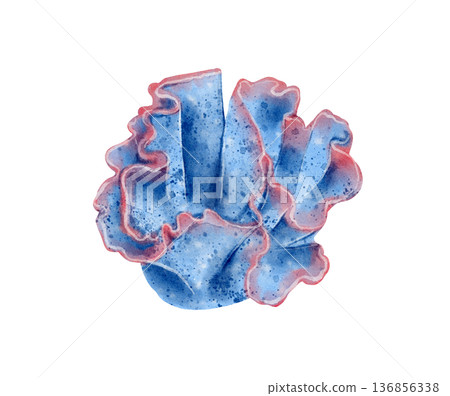 Sea coral watercolor illustration 136856338