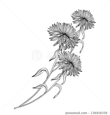 Cornflower branch vector line illustration 136856356