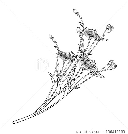 Wildflower branch vector line illustration Wildflower branch vector line illustration 136856363