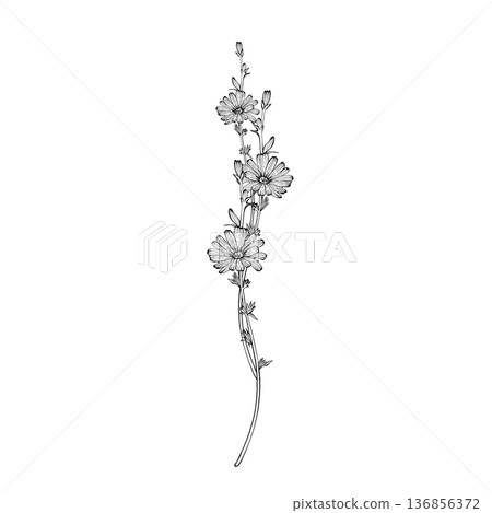 Chicory flower vector line illustration 136856372