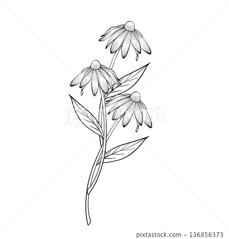 Wildflower bouquet vector line illustration 136856373