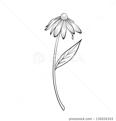 Vector Single Flower Line Art Illustration 136856383