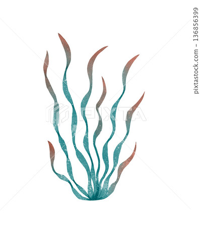 Seaweed watercolor illustration 136856399