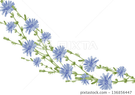 Watercolor Chicory Floral Frame Design Watercolor Chicory Floral Frame Design 136856447
