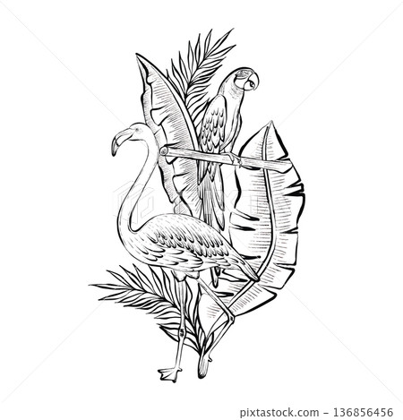 Tropical Flamingo Parrot Vector Line Illustration 136856456