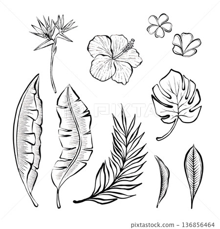 Tropical Botanical Elements Vector Line Set 136856464