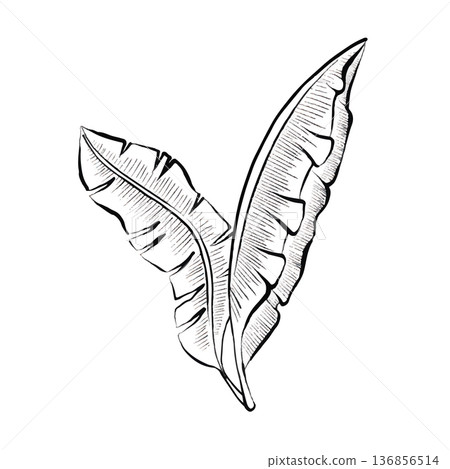 Banana Leaves Vector Line Illustration 136856514