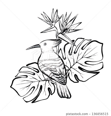 Hoopoe Tropical Leaves Vector Line Illustration 136856515