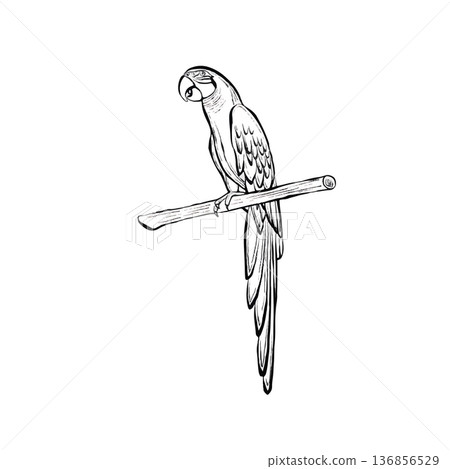 Parrot Bird Vector Line Illustration 136856529