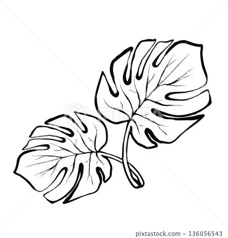 Monstera Leaves Vector Line Illustration Monstera Leaves Vector Line Illustration 136856543
