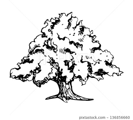 Grand tree with broad umbrella crown, thick trunk, calm mature landscape element. Oak, banyan or fig. Hand drawn in ink vector illustration. Winery branding, countryside artwork, eco storytelling. 136856660
