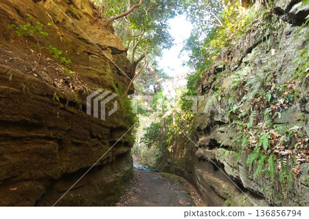 The vertical rock walls of the nationally designated historic site "Asahiina Kiridoshi" A moss-covered historic road and cliff scenery dating back to the Kamakura period 136856794