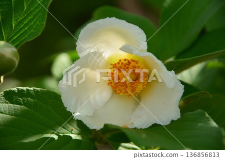 Summer Camellia Flower Summer Camellia Flower 136856813